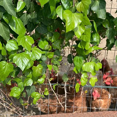 Farm stay Agriturismo Annibale