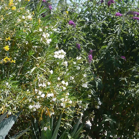 Annibale Tuoro sul Trasimeno