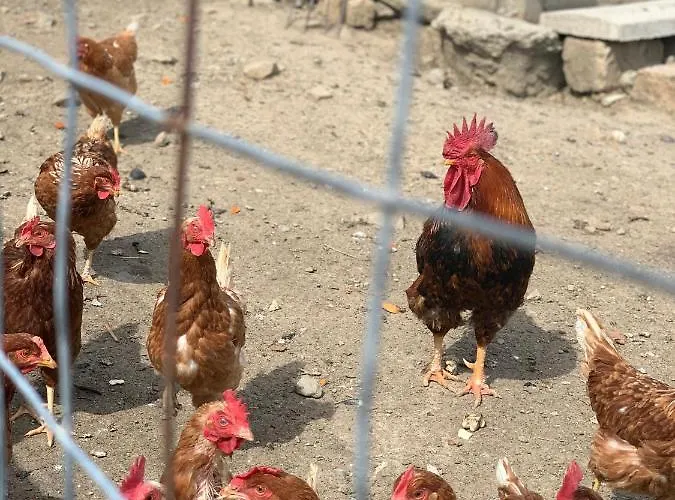 팜스테이 Annibale *