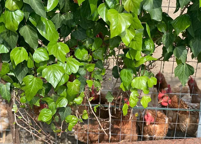 팜스테이 Annibale