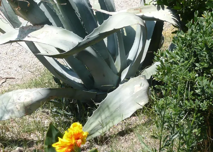 Annibale * 투오로술트라시메노